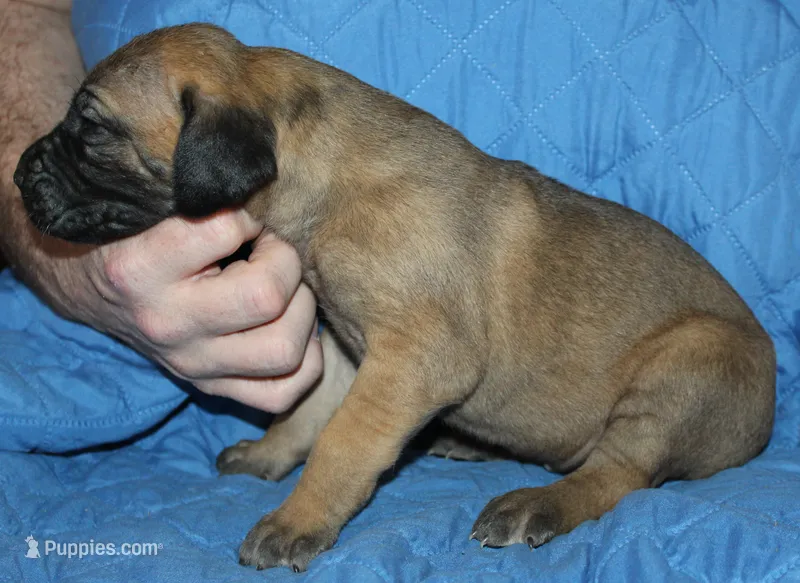 Sawyer – Great Dane puppy for sale in Accident, MD