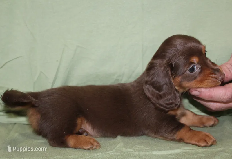 Mika – Miniature Dachshund puppy for sale in Accident, MD