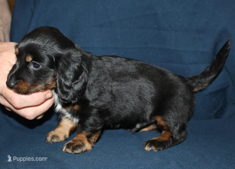 Dogo – Miniature Dachshund puppy for sale in Accident, MD