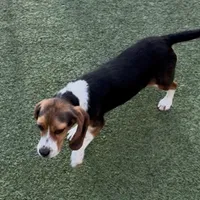 Angel, a female Beagle for sale in Accident, MD – Photo 2 of 4