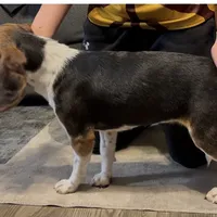 Angel, a female Beagle for sale in Accident, MD – Photo 1 of 4