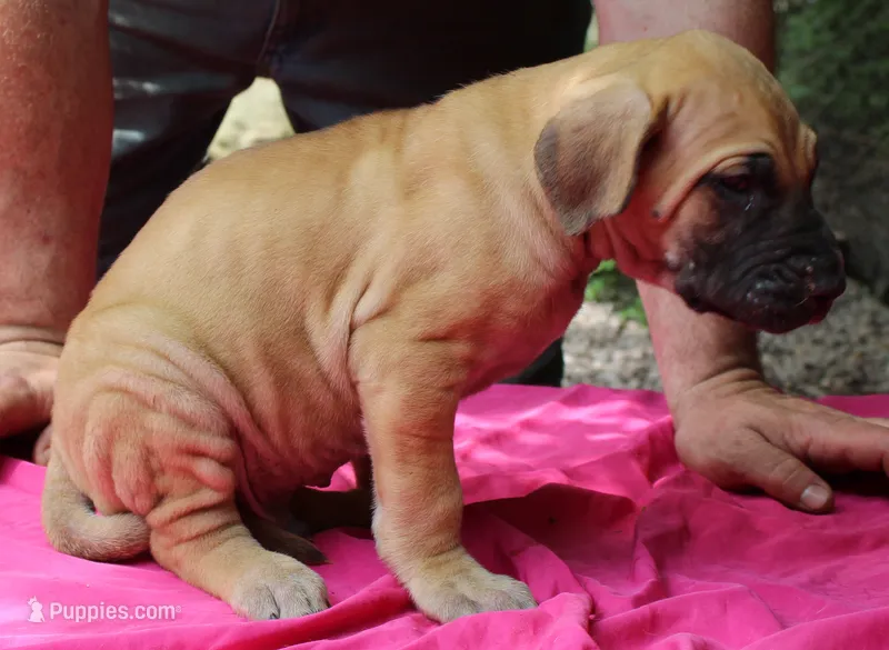 Sirius – Great Dane puppy for sale in Accident, MD