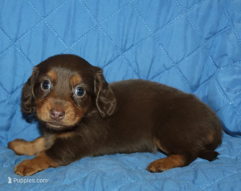 Mika – Miniature Dachshund puppy for sale in Accident, MD