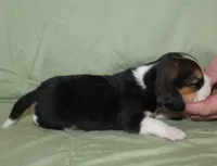 Gus, a male Beagle for sale in Accident, MD – 3 of 3