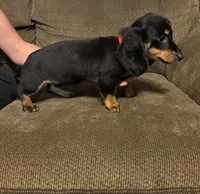 Marcy, a female Miniature Dachshund for sale in Accident, MD – 3 of 4