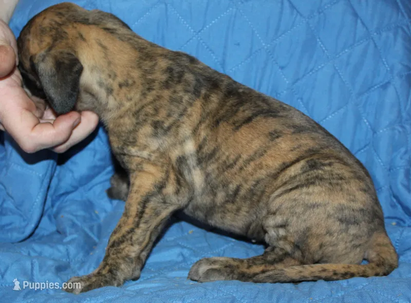 Sierra – Great Dane puppy for sale in Accident, MD
