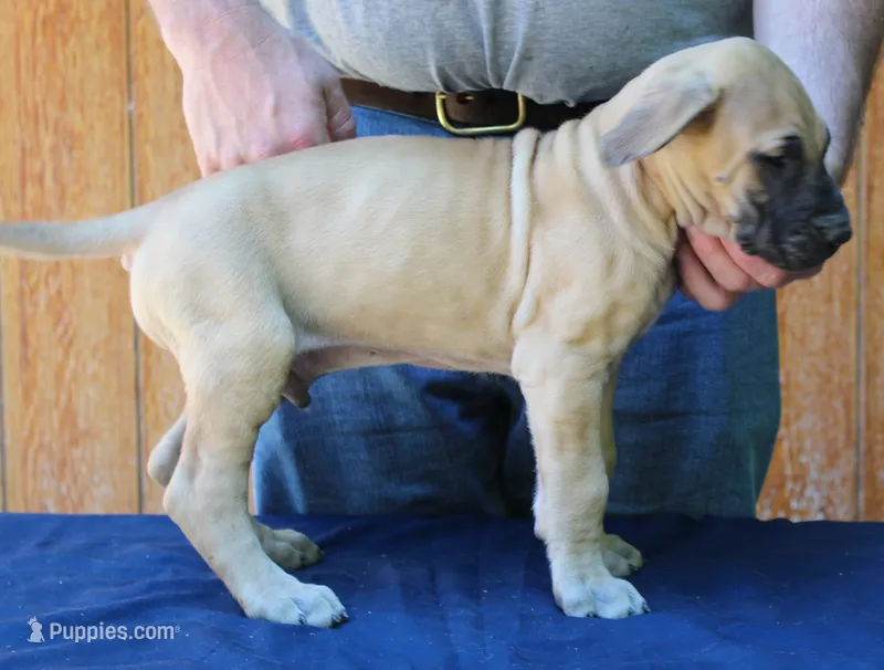 Sirius – Great Dane puppy for sale in Accident, MD
