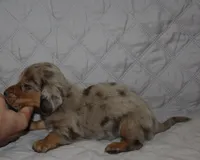 Misha, a female Miniature Dachshund for sale in Accident, MD – 3 of 3