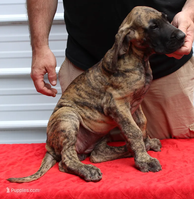 Sierra – Great Dane puppy for sale in Accident, MD