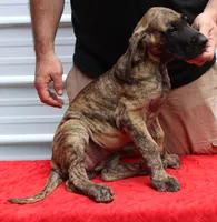 Sierra, a male Great Dane for sale in Accident, MD – 1 of 3