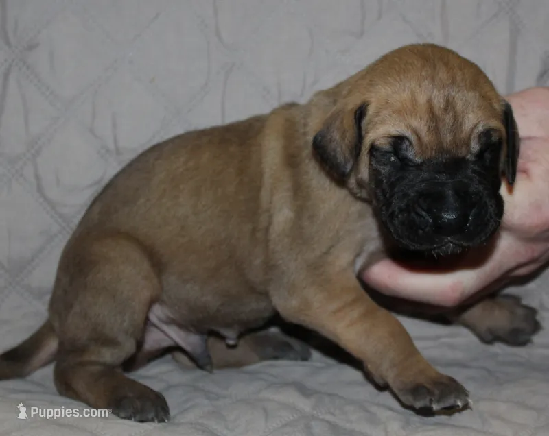 Sirius – Great Dane puppy for sale in Accident, MD