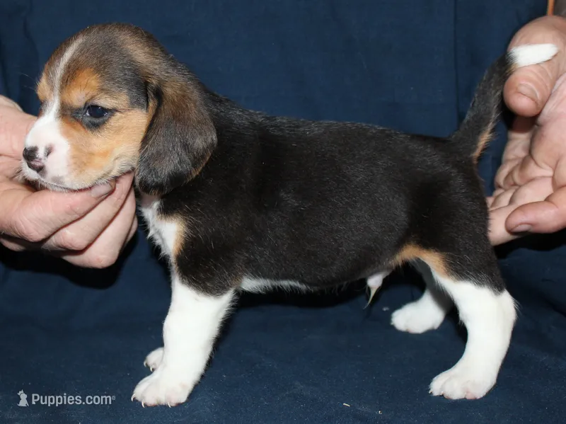 Gus – Beagle puppy for sale in Accident, MD