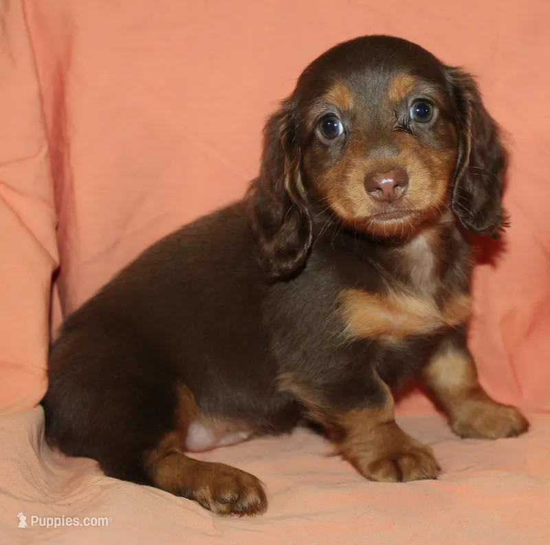 Mika – Miniature Dachshund puppy for sale in Accident, MD