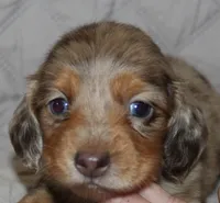 Misha, a female Miniature Dachshund for sale in Accident, MD – 2 of 3