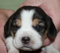 Gavin, a male Beagle for sale in Accident, MD – 2 of 3
