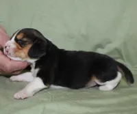 Gus, a male Beagle for sale in Accident, MD – 1 of 3