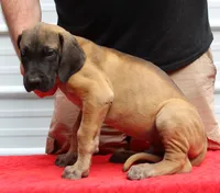 Sawyer, a male Great Dane for sale in Accident, MD – 3 of 3