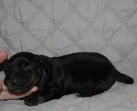 Dogo, a male Miniature Dachshund for sale in Accident, MD – 3 of 3