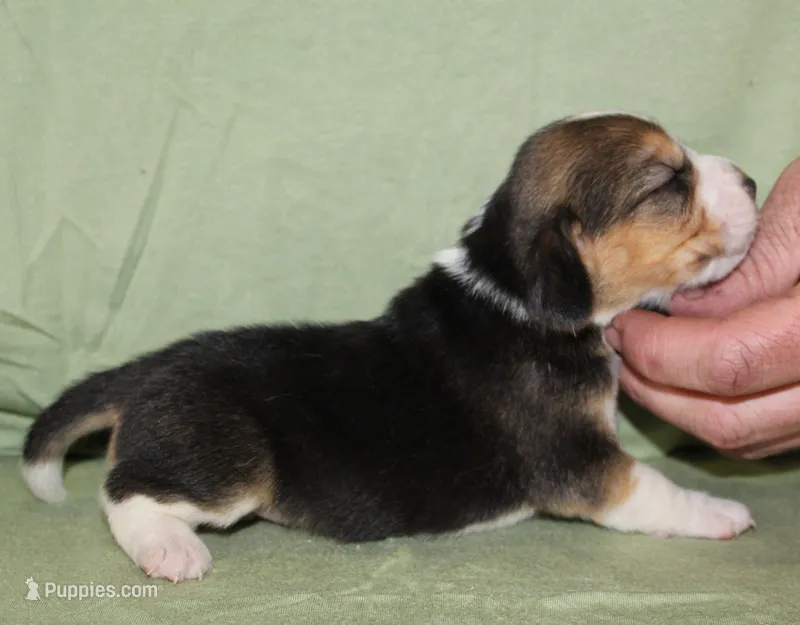 Gail – Beagle puppy for sale in Accident, MD