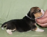 Gail, a female Beagle for sale in Accident, MD – 1 of 3