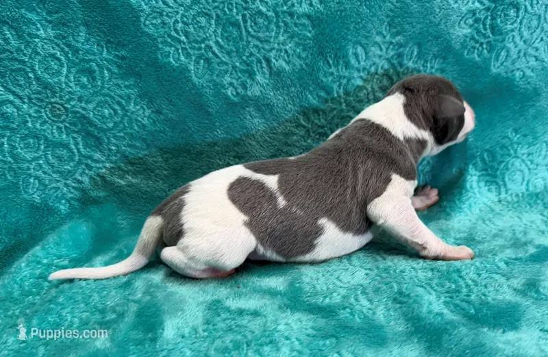 Corduroy – Whippet puppy for sale in Gentry, AR