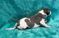 Corduroy, a male Whippet for sale in Gentry, AR – Photo 1 of 7