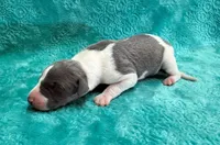 Corduroy, a male Whippet for sale in Gentry, AR – Photo 3 of 7