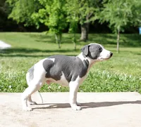 Corduroy, a male Whippet for sale in Gentry, AR – 4 of 6