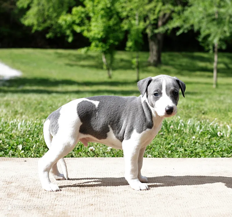 Corduroy – Whippet puppy for sale in Gentry, AR