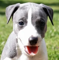 Corduroy, a male Whippet for sale in Gentry, AR – 2 of 6