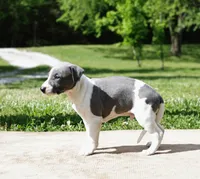 Corduroy, a male Whippet for sale in Gentry, AR – 6 of 6