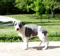 Corduroy, a male Whippet for sale in Gentry, AR – 5 of 6