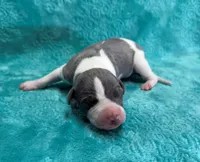 Corduroy, a male Whippet for sale in Gentry, AR – Photo 4 of 7