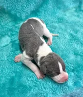 Corduroy, a male Whippet for sale in Gentry, AR – Photo 5 of 7