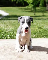Corduroy, a male Whippet for sale in Gentry, AR – 3 of 6