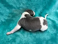 Corduroy, a male Whippet for sale in Gentry, AR – Photo 6 of 7