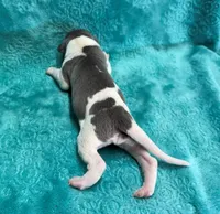 Corduroy, a male Whippet for sale in Gentry, AR – Photo 2 of 7
