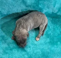 Mesquite, a female Whippet for sale in Gentry, AR – Photo 2 of 7