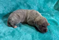 Mesquite, a female Whippet for sale in Gentry, AR – Photo 1 of 7
