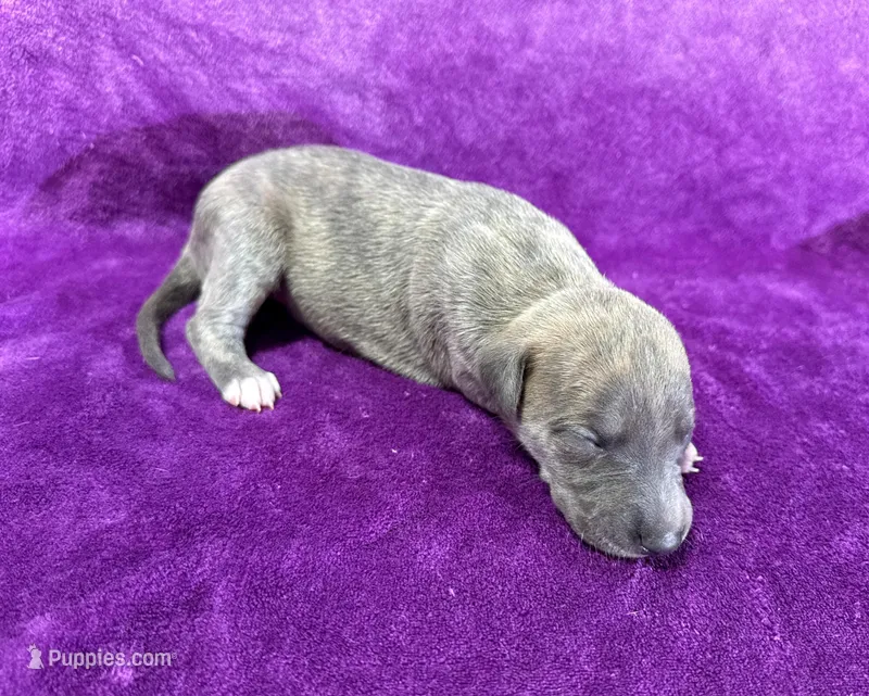 Mesquite – Whippet puppy for sale in Gentry, AR