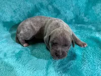 Mesquite, a female Whippet for sale in Gentry, AR – Photo 3 of 7