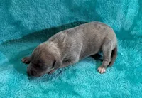 Mesquite, a female Whippet for sale in Gentry, AR – Photo 5 of 7