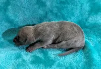 Mesquite, a female Whippet for sale in Gentry, AR – Photo 6 of 7