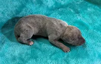Mesquite, a female Whippet for sale in Gentry, AR – Photo 7 of 7