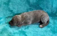 Mesquite, a female Whippet for sale in Gentry, AR – Photo 4 of 7