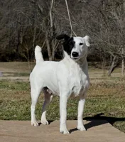 Charm, a female Smooth Fox Terrier for sale in Gentry, AR – Photo 1 of 4