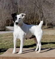 Charm, a female Smooth Fox Terrier for sale in Gentry, AR – Photo 2 of 4