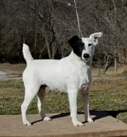 Charm, a female Smooth Fox Terrier for sale in Gentry, AR – Photo 3 of 4