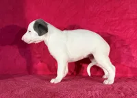 processed/cfeee22f-c44c-4d3d-aa9b-4e9048ffdb42/listing/1a2b0f13-8c16-4c13-8193-d7b604de20e4/4d19abb5-dcca-433b-bb57-3230d9676800