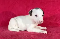 processed/cfeee22f-c44c-4d3d-aa9b-4e9048ffdb42/listing/1a2b0f13-8c16-4c13-8193-d7b604de20e4/80800e0c-c899-45ff-8cfa-219e96e0c5d0